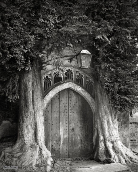 12 красивых фотографий самых старых и величественных деревьев