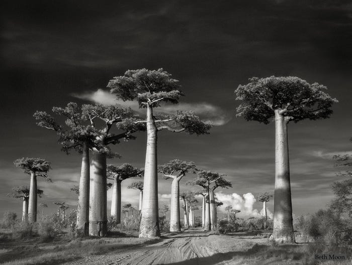 12 красивых фотографий самых старых и величественных деревьев