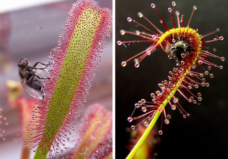 12 странных растений, которые доказывают, что мы могли жить на чужой планете 