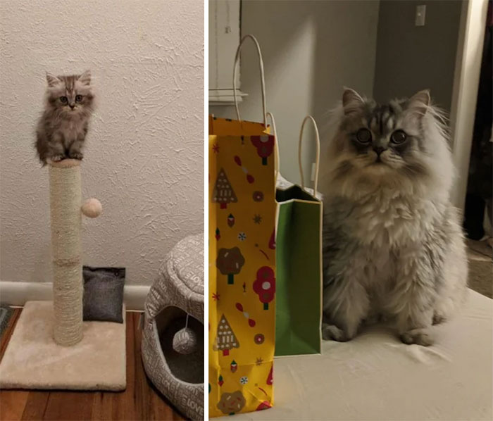 15 фотографий до и после того, как крошечные котята превратились в красивых кошек 