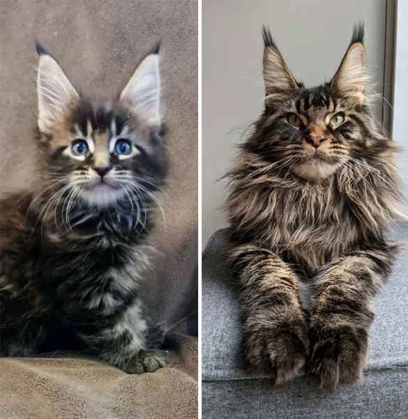 15 фотографий до и после того, как крошечные котята превратились в красивых кошек 