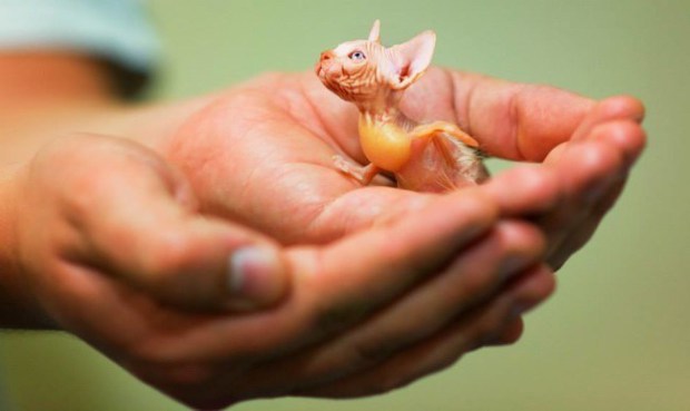 17 странных и удивительных гибридов животных, созданных воображением 