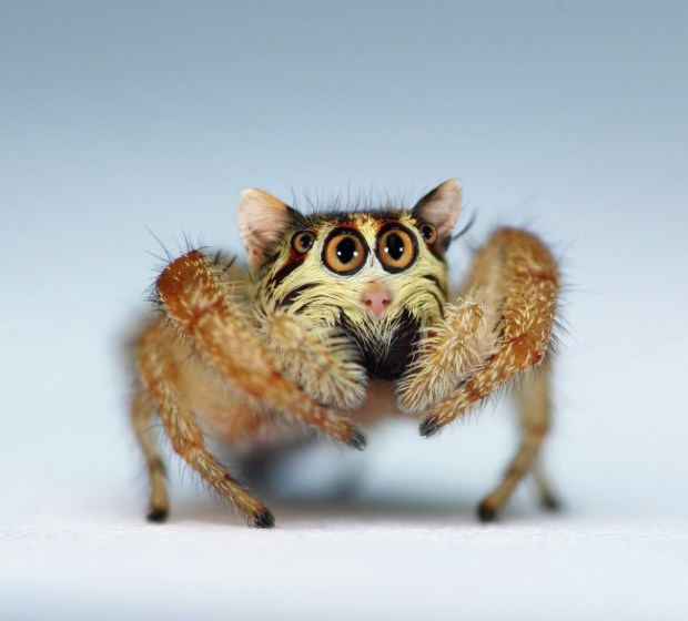 17 странных и удивительных гибридов животных, созданных воображением 