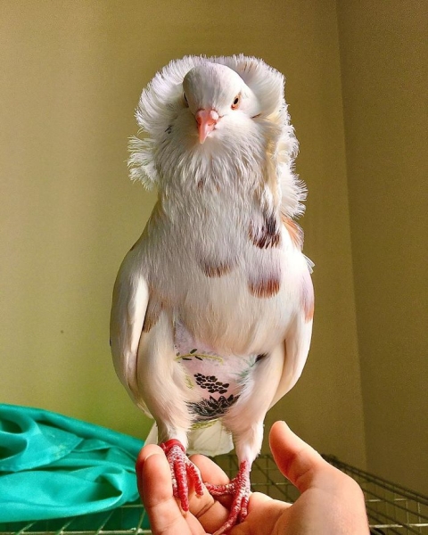 19 самых красивых в мире голубей 