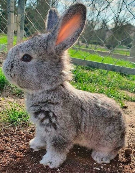 21 кролик, чью привлекательность невозможно оспорить 