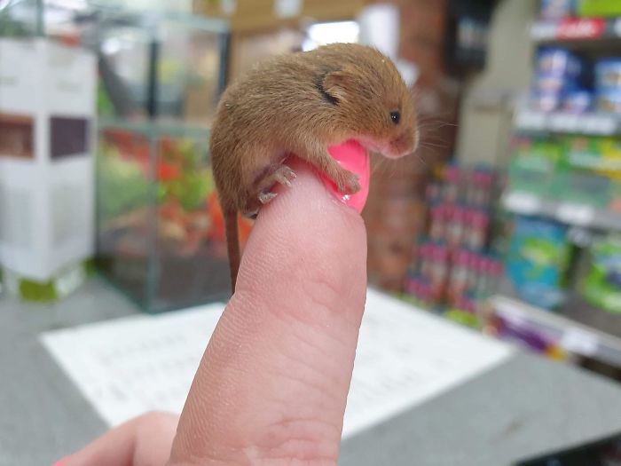 21 самое милое фото очень маленьких животных на пальцах 