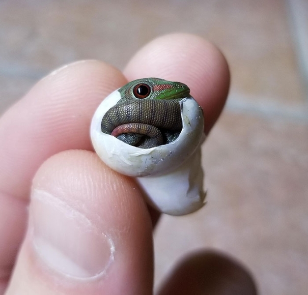 21 самое милое фото очень маленьких животных на пальцах 