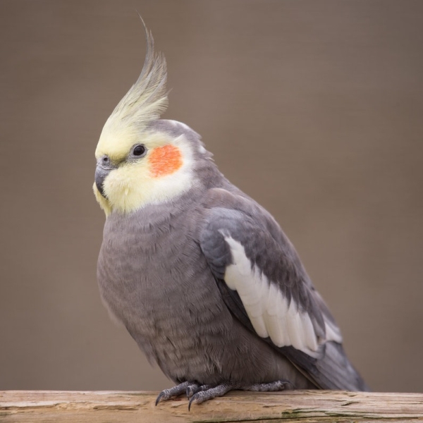 5 самых дружелюбных видов птиц 
