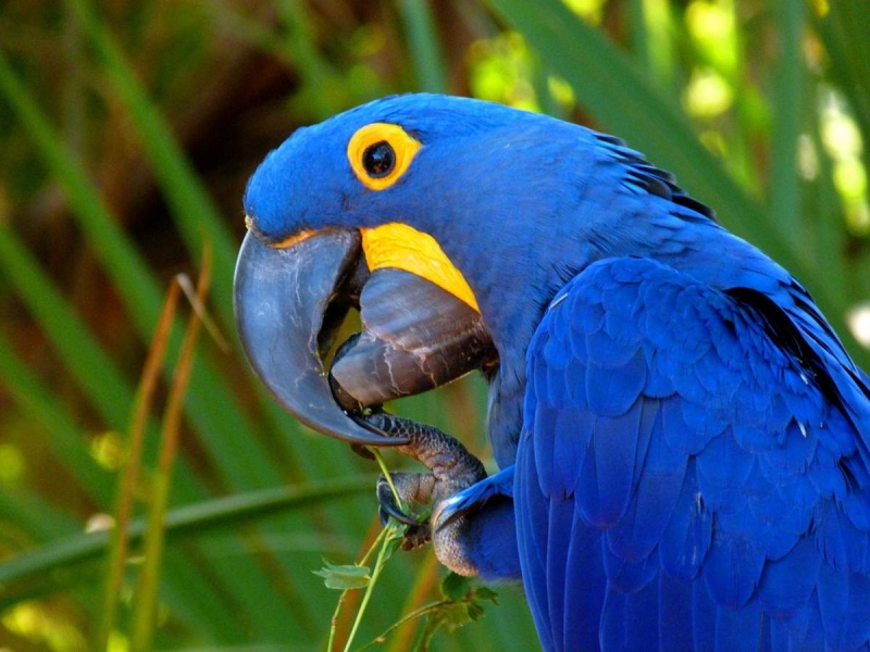 5 самых дружелюбных видов птиц 