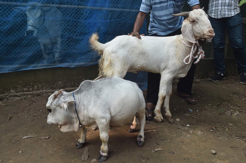 51-сантиметровая карликовая корова, родившаяся в Бангладеш - самая маленькая в мире 