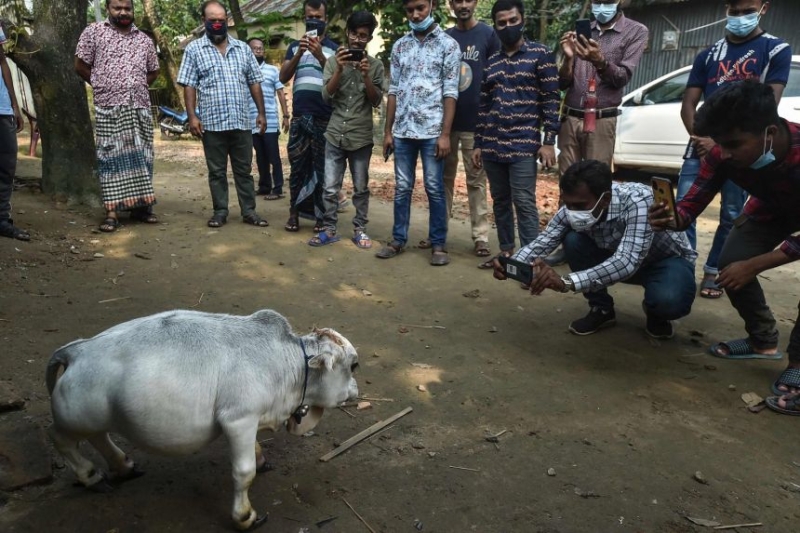 51-сантиметровая карликовая корова, родившаяся в Бангладеш - самая маленькая в мире 
