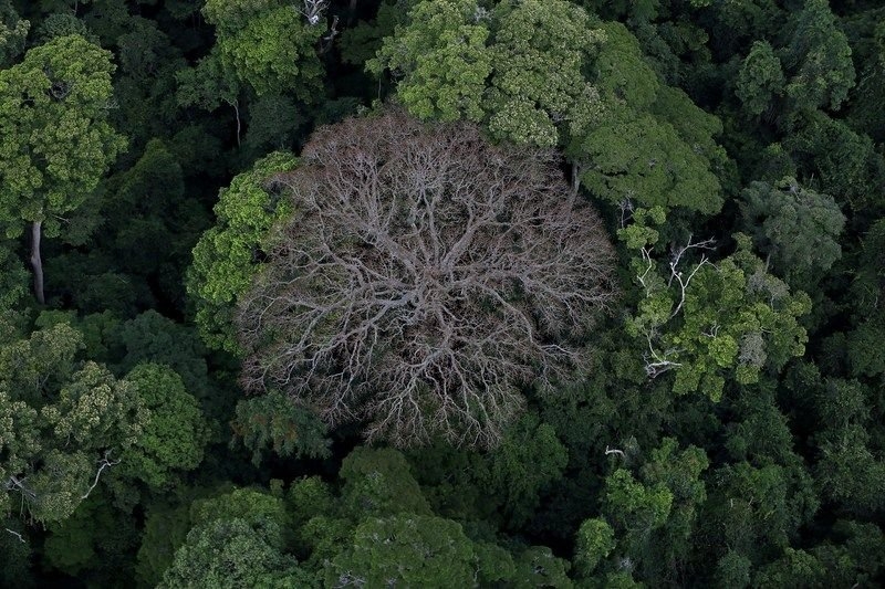 7 интересных фактов о деревьях, о которых вы не имели понятия