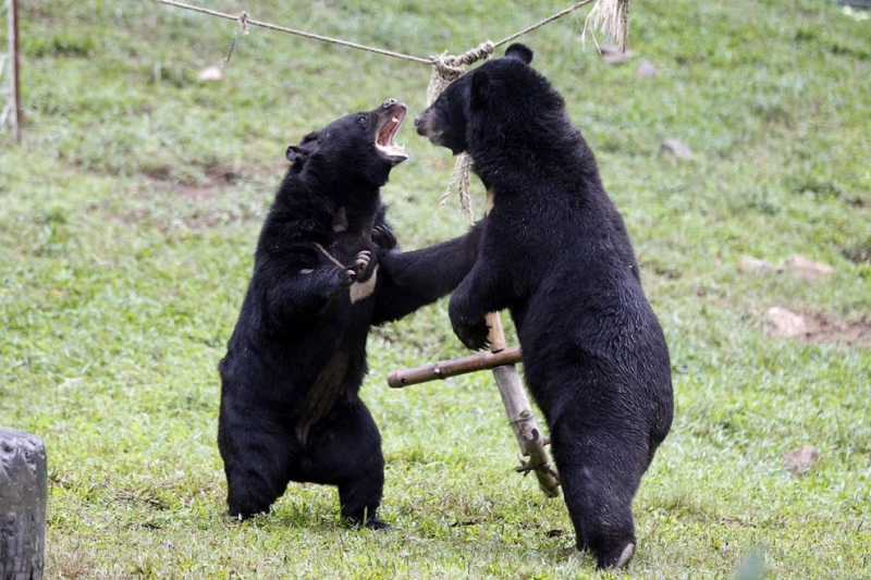 Белогрудые медведи из заповедника Там-Дао (9 фото)