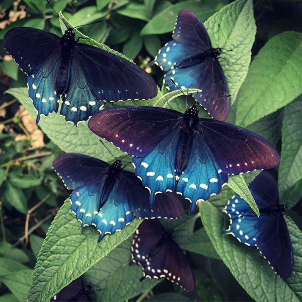 Биолог выводит исчезающий вид бабочек у себя в саду 
