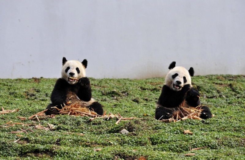 Большие панды возвращаются домой (3 фото)