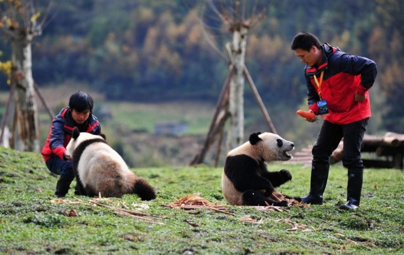 Большие панды возвращаются домой (3 фото)