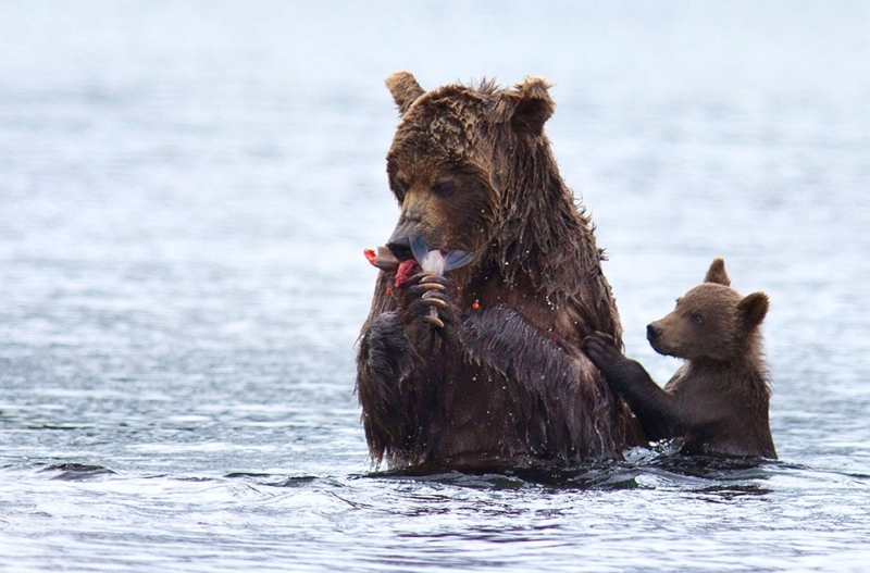Бурая медведица и медвежата: История одной рыбалки (9 фото)