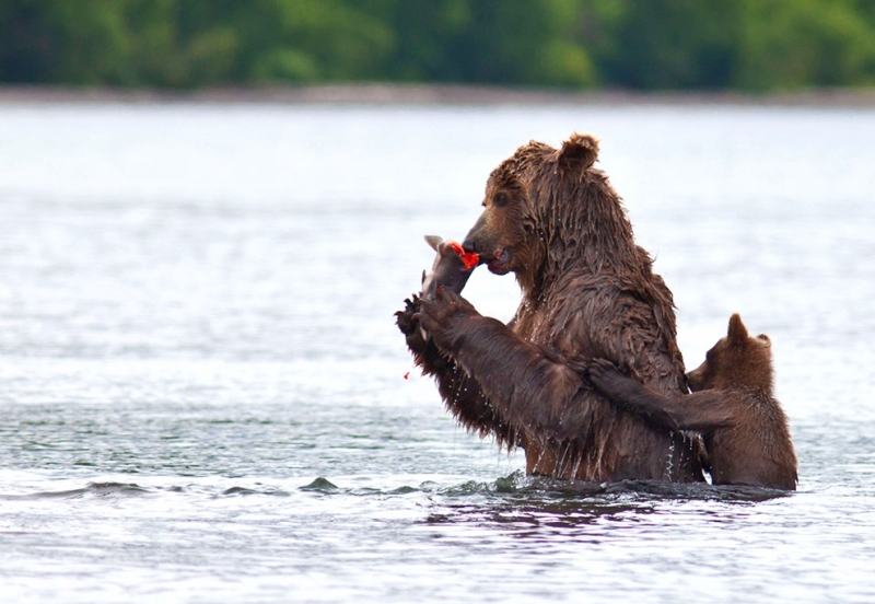 Бурая медведица и медвежата: История одной рыбалки (9 фото)