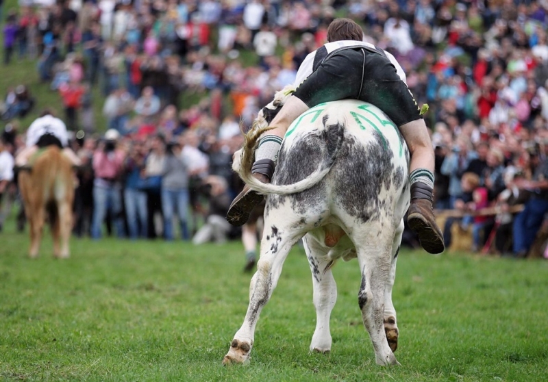 Чемпионат Баварии по скачкам на быках (15 фото)