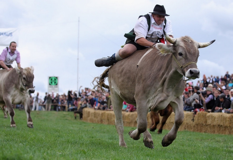 Чемпионат Баварии по скачкам на быках (15 фото)