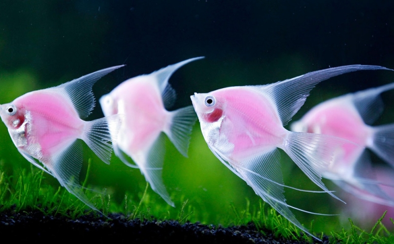 Чудеса генной инженерии: Розовые флуоресцирующие рыбки (2 фото)