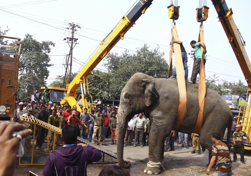 Дикий слон устроил погром в индийском городе 