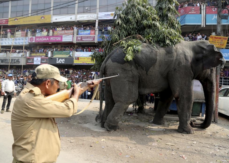 Дикий слон устроил погром в индийском городе 