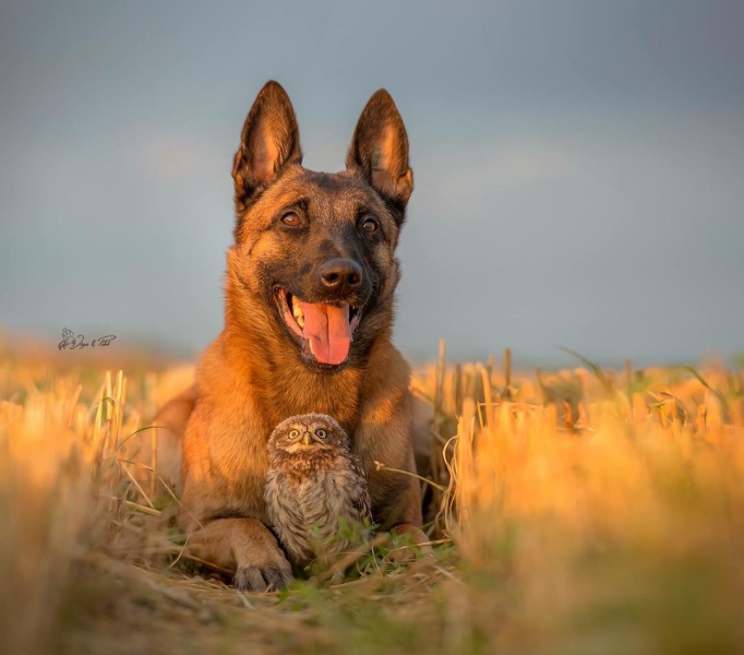Дружба собаки и совенка - Лучшие фотоновости