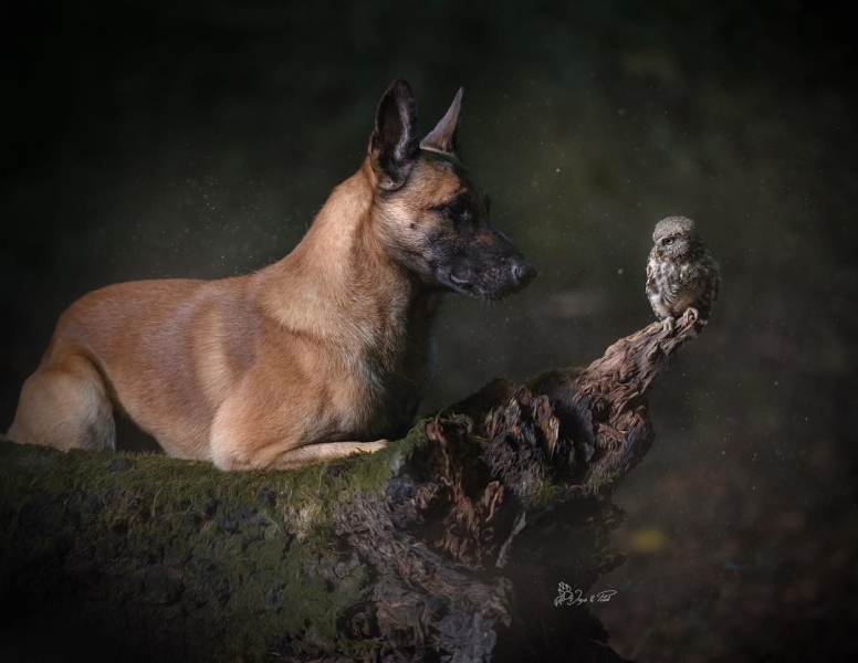 Дружба собаки и совенка - Лучшие фотоновости