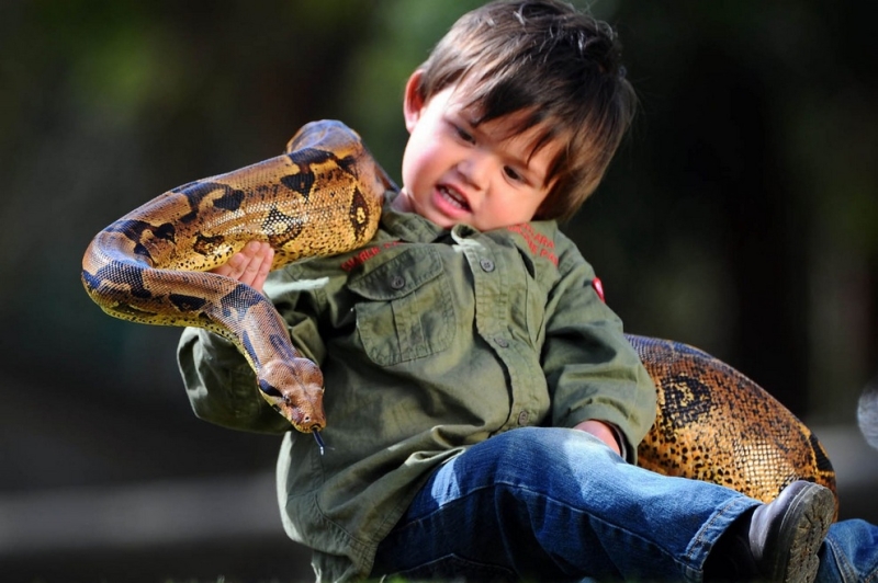 Двухлетний «укротитель рептилий» (5 фото)