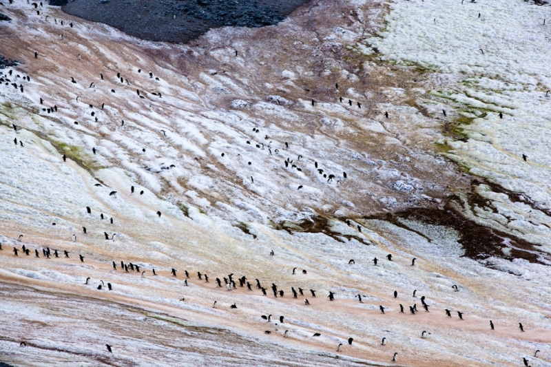 Эти фото изменят ваше представление об Антарктиде