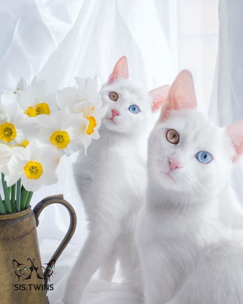 Эти кошки - самые красивые кошки в мире. Умилительные фото