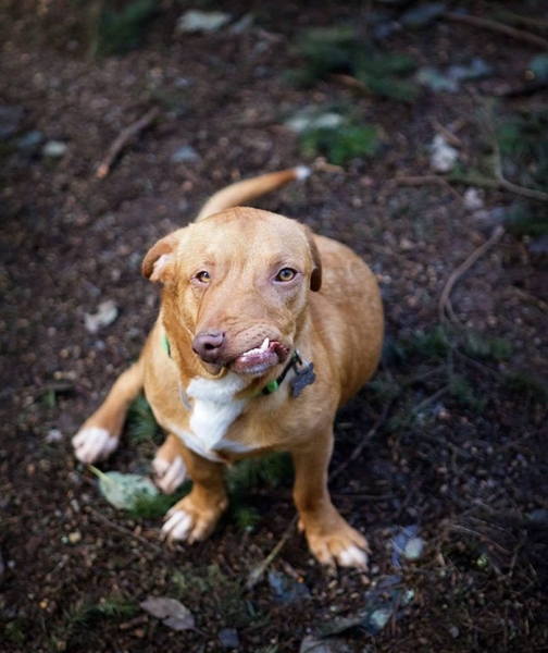 Этого пса с дефектом челюсти чуть было не усыпили, но волонтеры спасли его