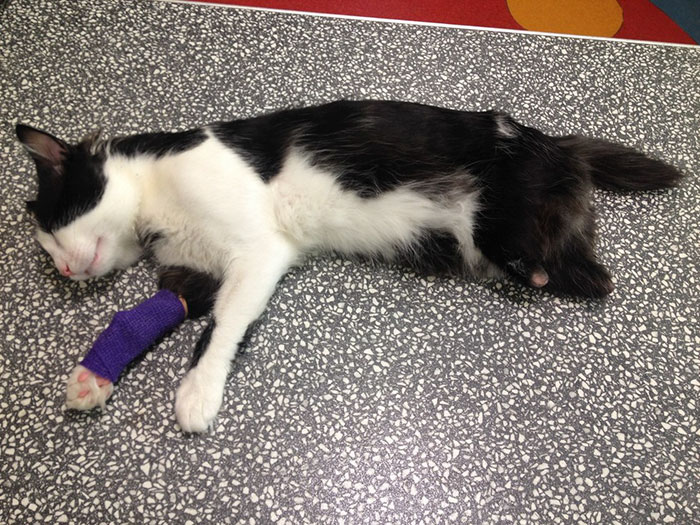 Этот несчастный кот без лап получил протезы и снова начал ходить