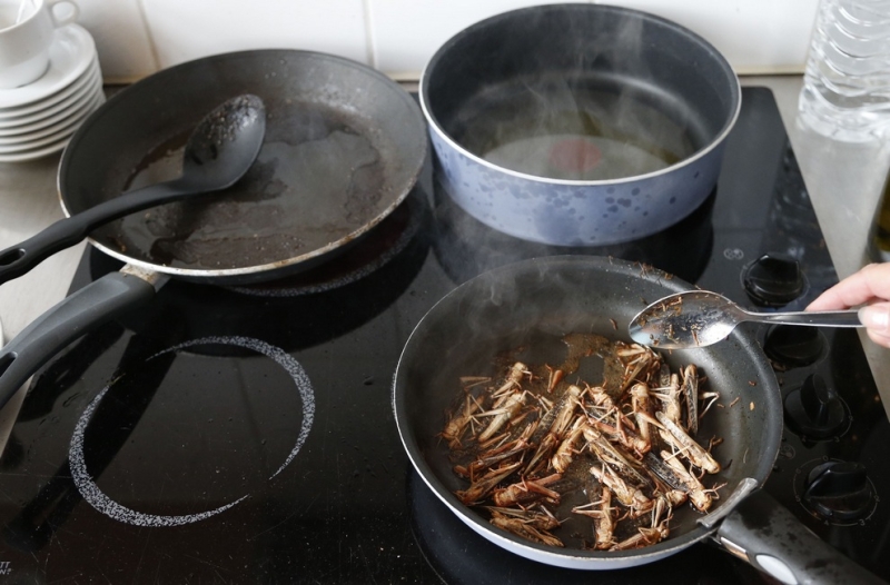 Европейцы хотят употреблять в пищу насекомых (8 фото)