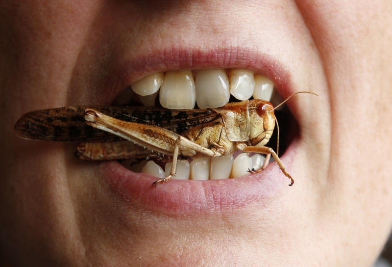 Европейцы хотят употреблять в пищу насекомых (8 фото)
