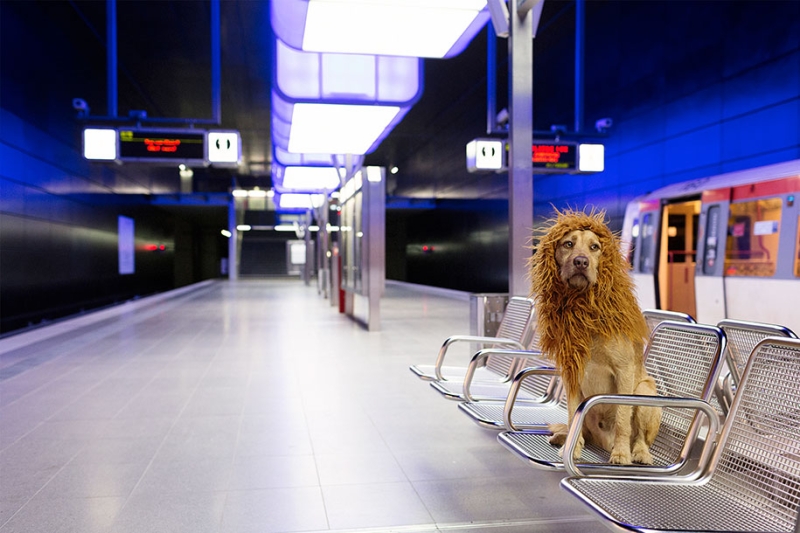 Фотограф превратила бездомного пса в настоящего льва 