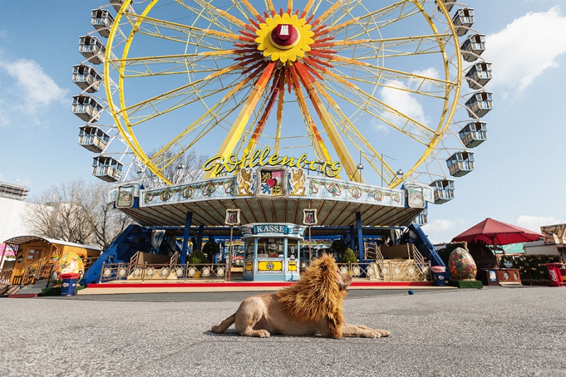Фотограф превратила бездомного пса в настоящего льва 