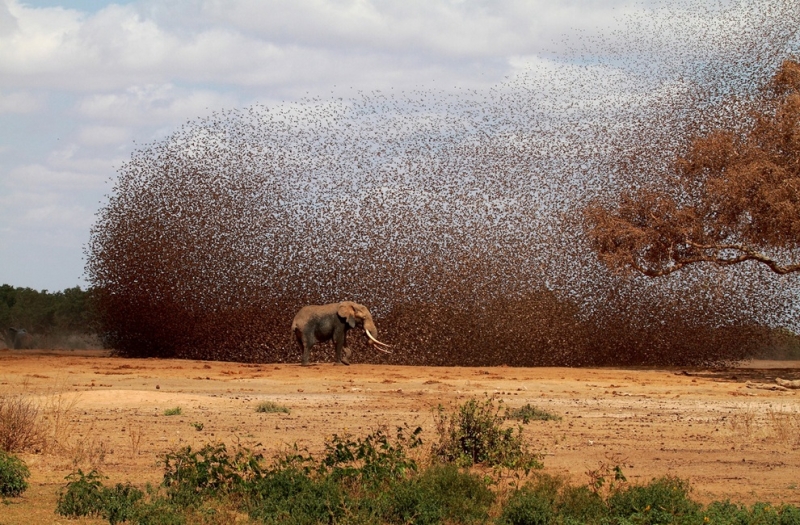 Фотоконкурс National Geographic 2012 (36 фото)