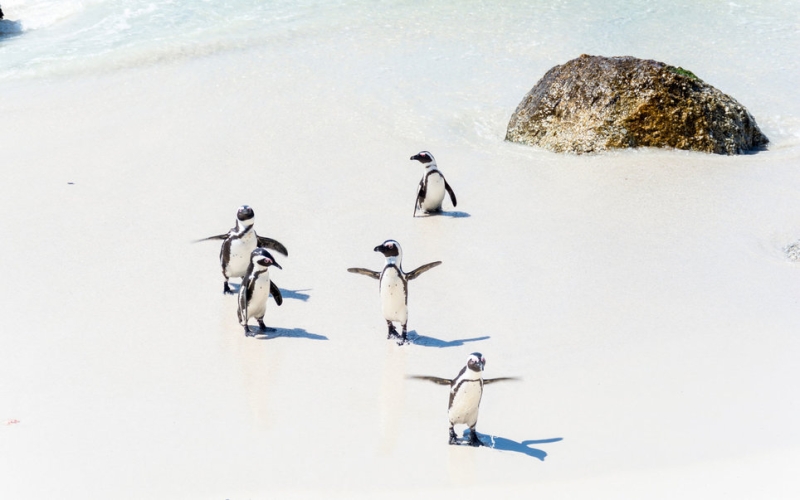 Где можно увидеть пингвинов, моржей и других холодолюбивых животных