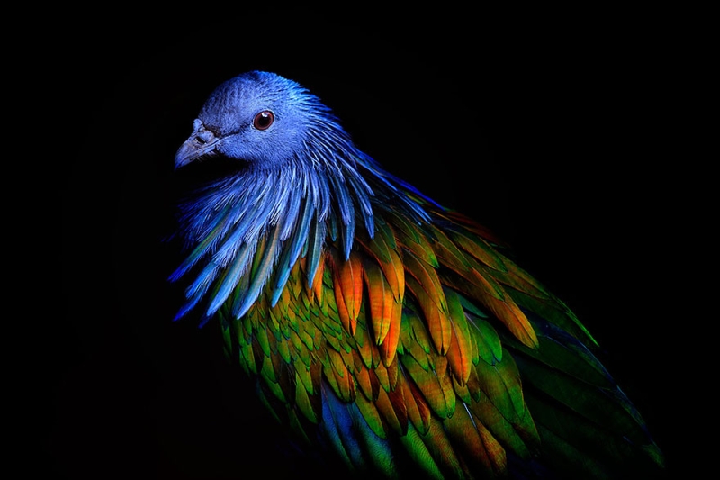 Гривистый голубь - ближайший родственник птицы додо 