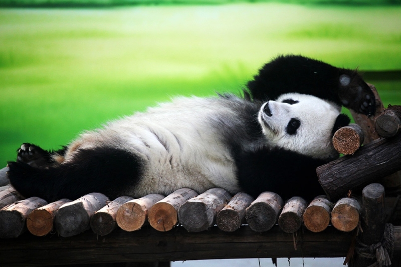 И пусть весь мир подождет: Как отдыхают панды в Китае (12 фото)