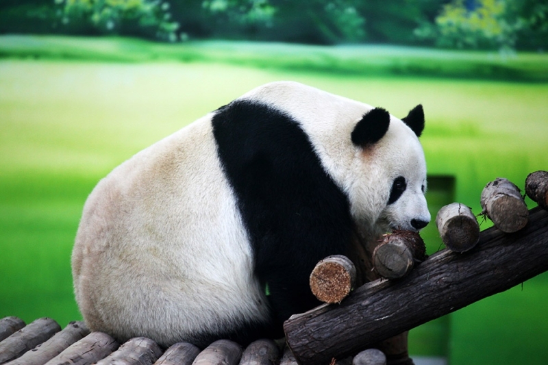 И пусть весь мир подождет: Как отдыхают панды в Китае (12 фото)