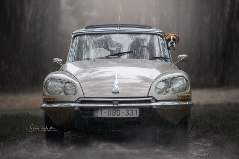 Идеальное сочетание: собаки и винтажные авто