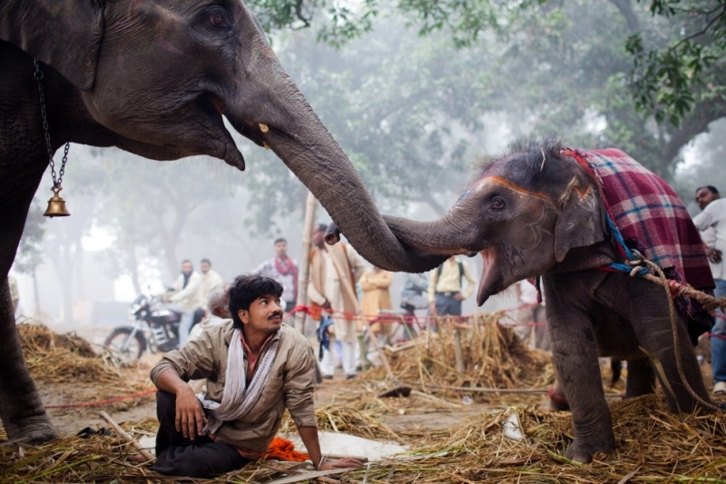 Индийская ярмарка слонов (17 фото)