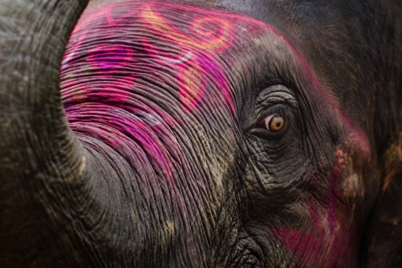 Индийская ярмарка слонов (17 фото)