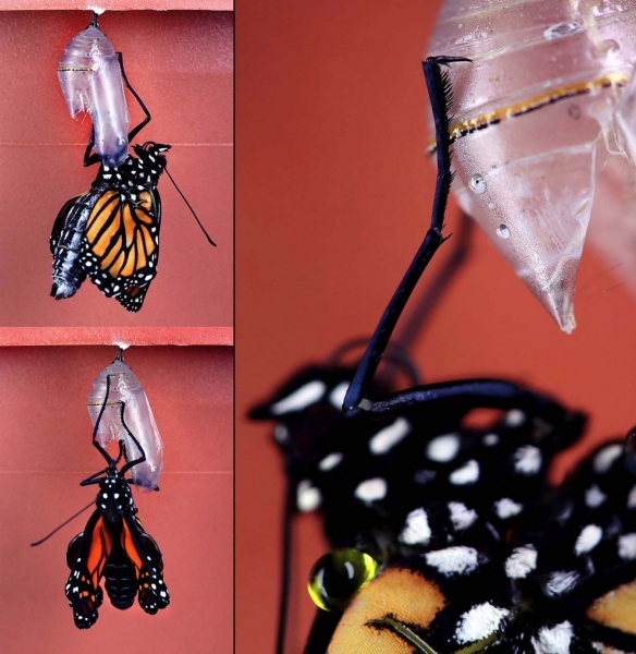 История одной бабочки (20 фото)