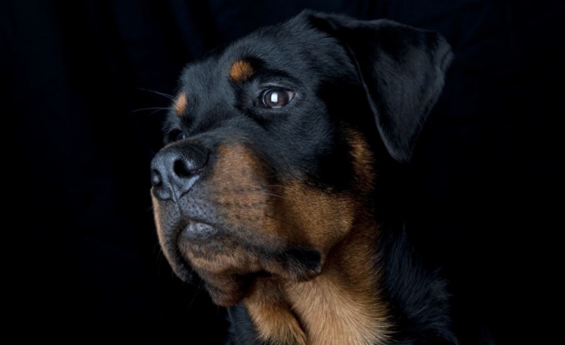 Избранные работы конкурса Kennel Club Dog Photographer of the Year 2012 (16 фото)