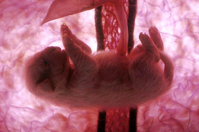Как выглядят животные в утробе матери