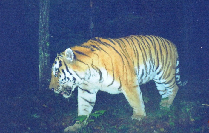 Как зоозащитники чуть не уничтожили последних амурских тигров